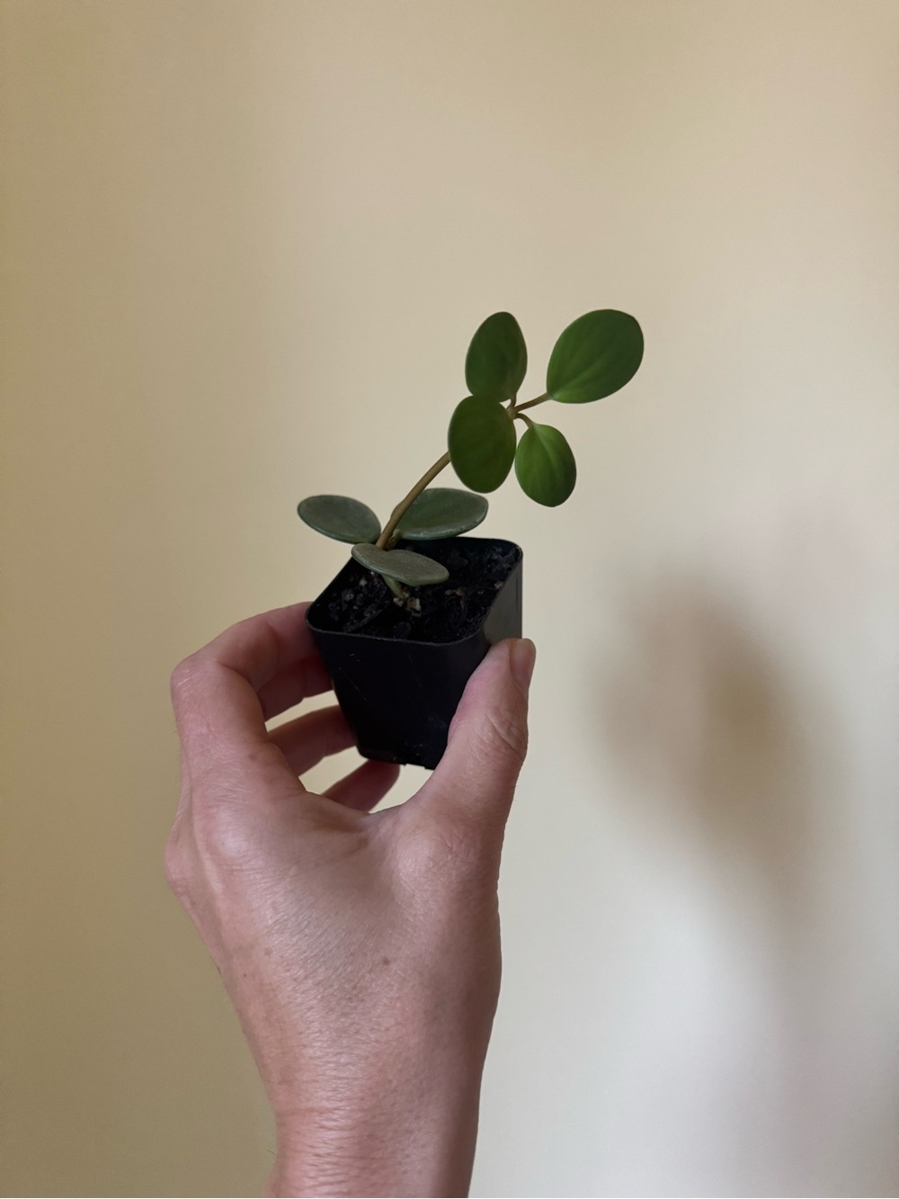 Peperomia Hope Collector Plant – Rooted Cutting – Rare Trailing Peperomia